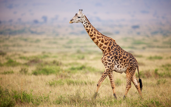 Giraffe walking in Kenya